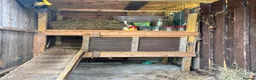 Mixed Breed rabbits for sale: 2 Rabbits For Sale in Belfast - Advert 7