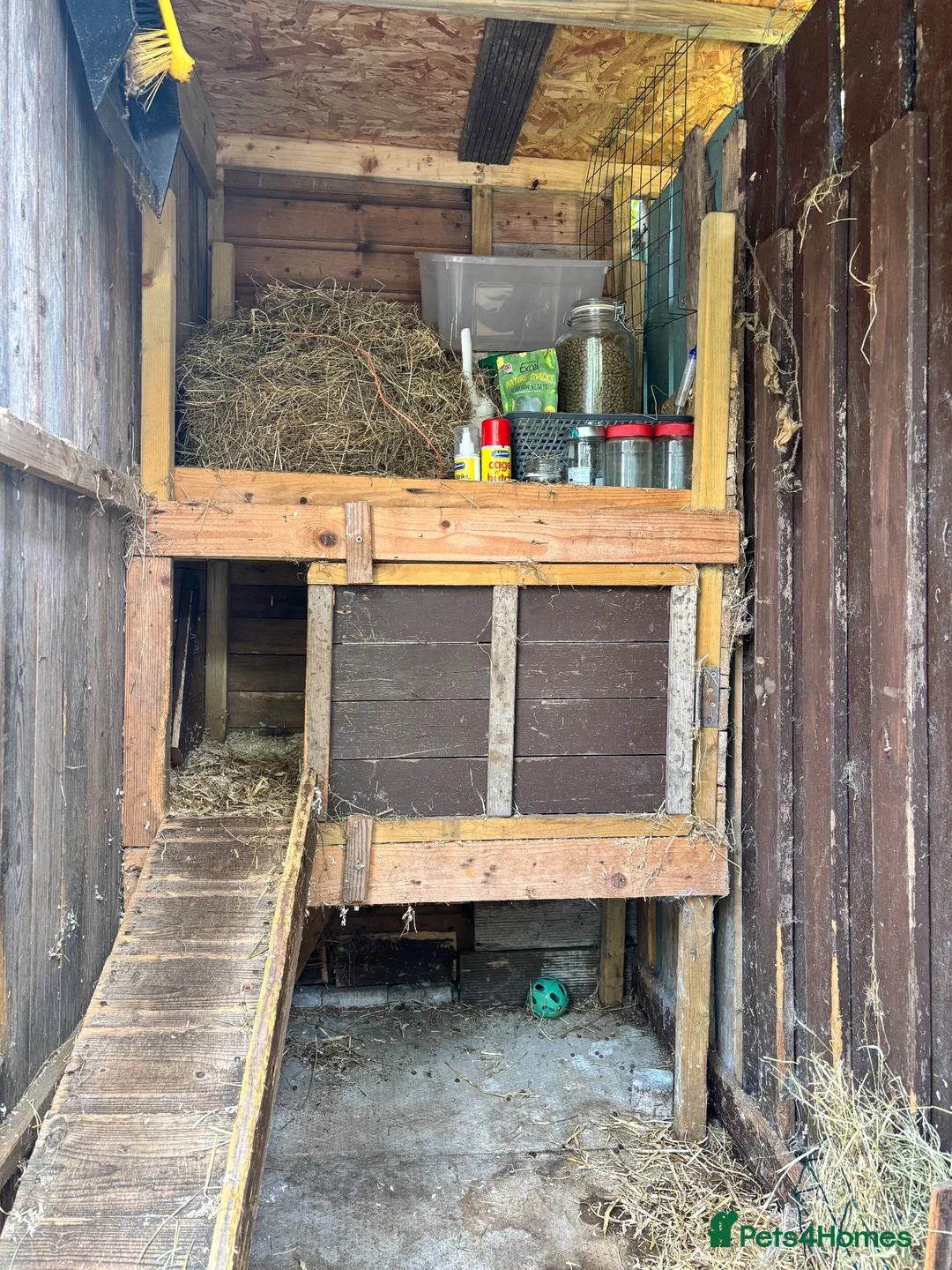 Mixed Breed rabbits for sale: 2 Rabbits For Sale in Belfast - Advert 7