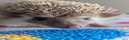 Pygmy Hedgehog rodents for sale: Last 2 Hoglets Remaining!! READY AND REDUCED!!! - Advert 5