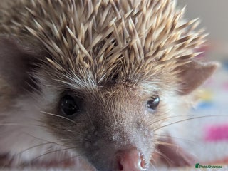 Pygmy Hedgehog rodents Adorable Hoglets need 5*homes.READY NOW!!!! - Advert 4