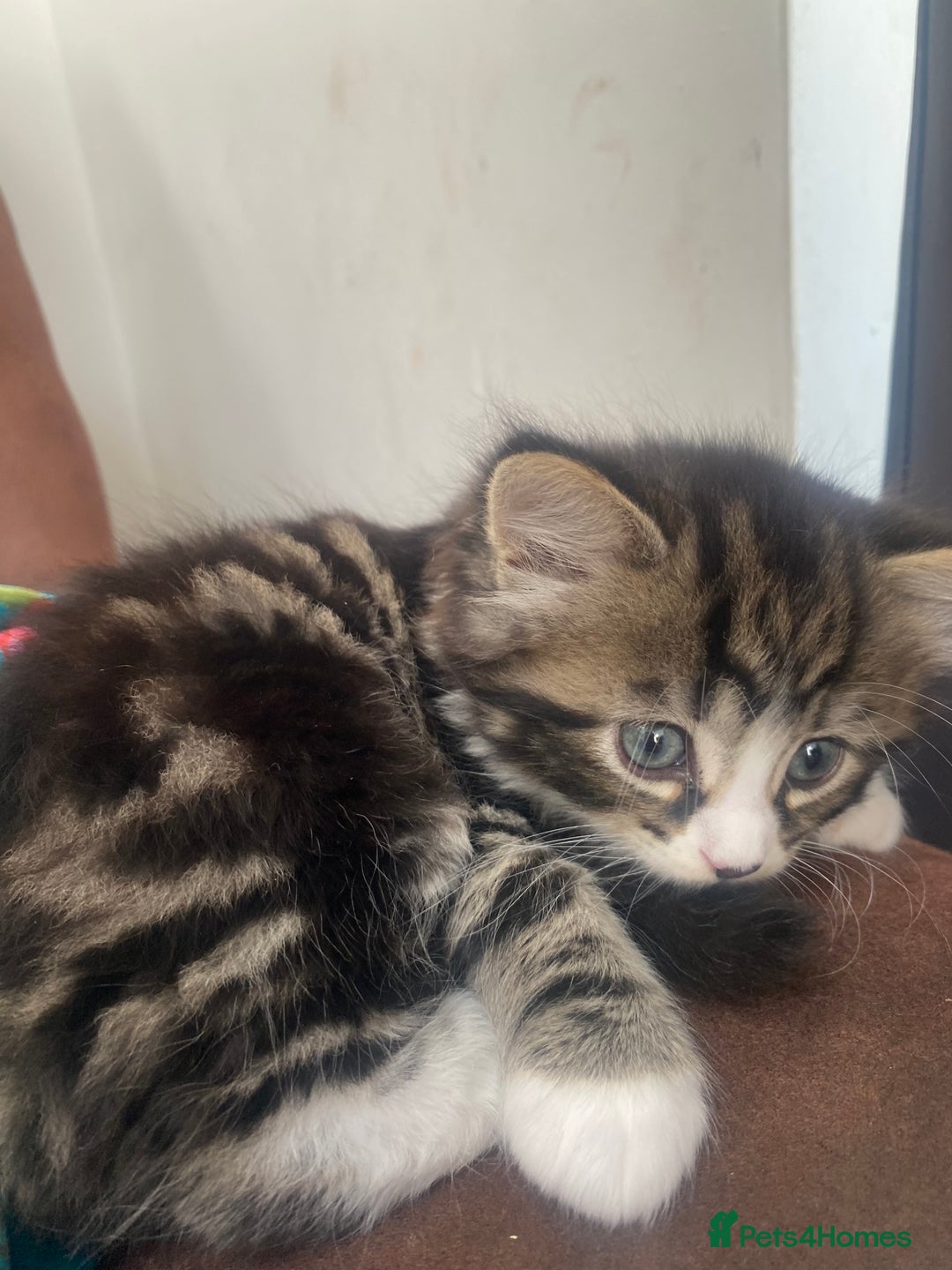 British Shorthair cats for sale: Fluffy 9-Week-Old Kittens – 1 Girl & 3 Boys Ready - Image 11