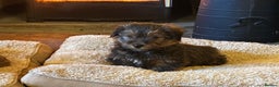 Norfolk Terrier dogs for sale: Stunning kc reg norfolk terrier boys  - Advert 16