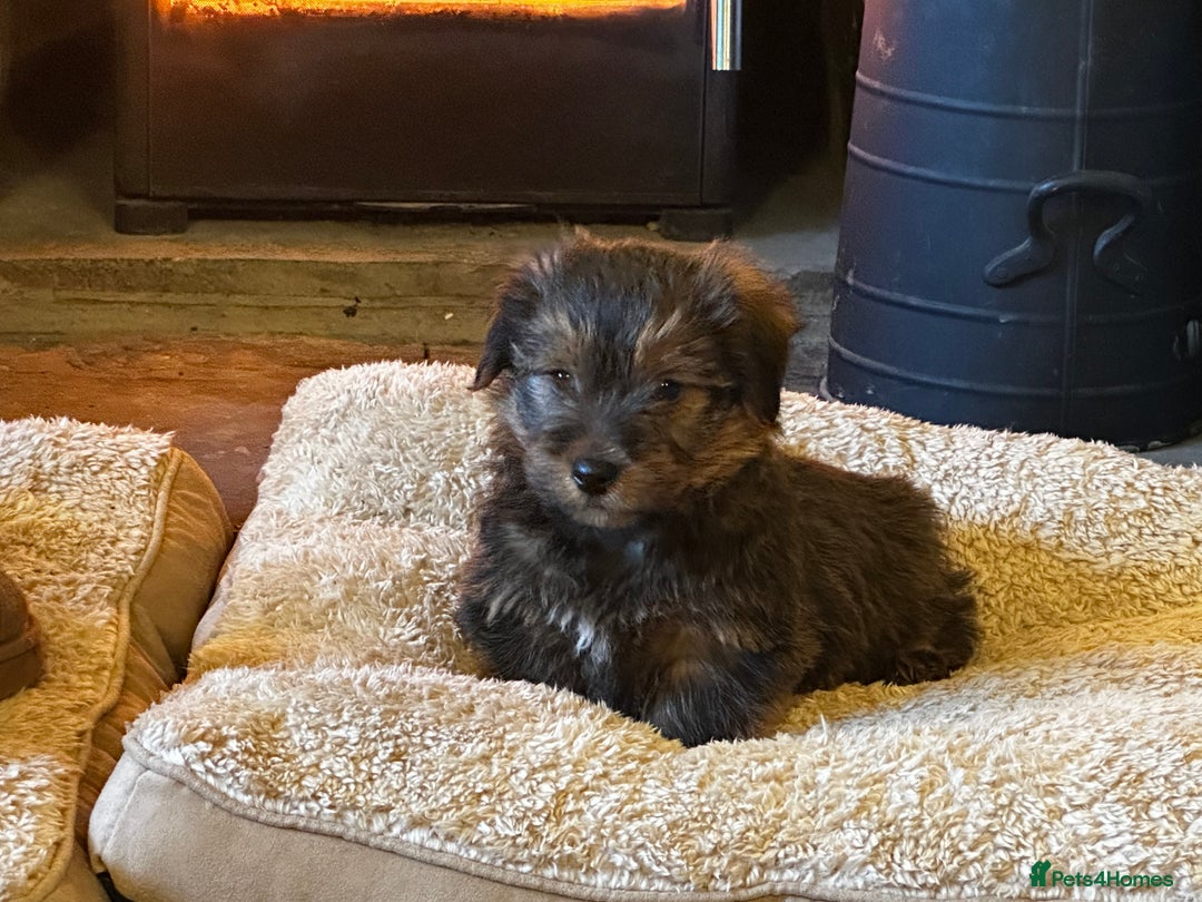 Norfolk Terrier dogs for sale: Stunning kc reg norfolk terrier boys  - Advert 16