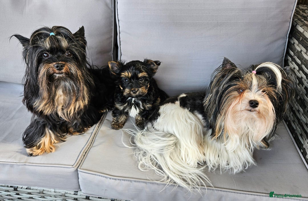 Yorkshire Terrier dogs for sale: Yorkshire Terrier  - Image 6