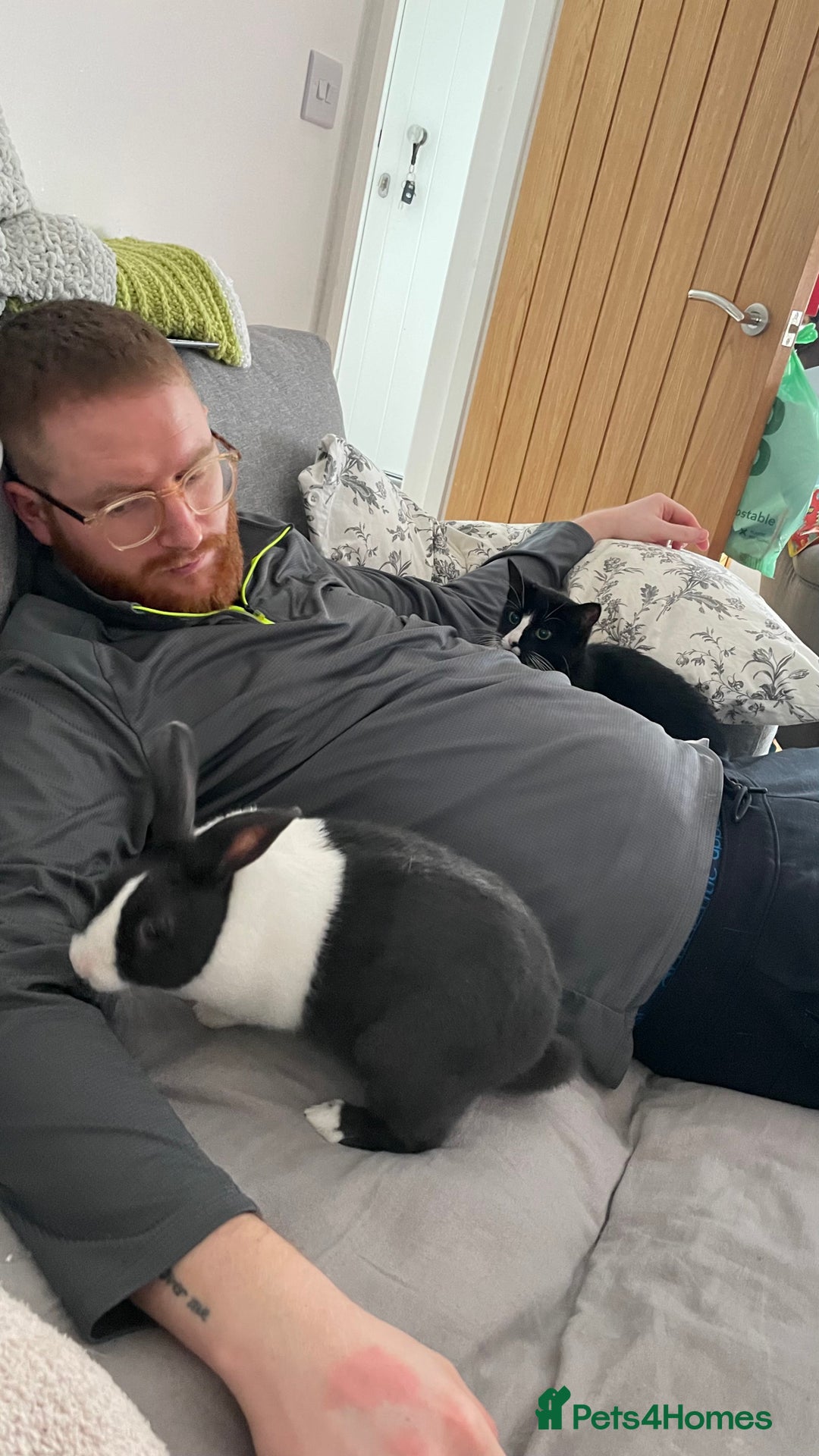 Dutch rabbits for sale: Male rabbit  - Advert 2