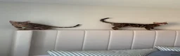 Bengal cats for sale: Two Bengal Kittens - Advert 5