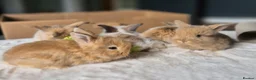 Mixed Breed rabbits for sale: Gorgeous bunnies for sale - Advert 16