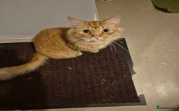 Persian cats for sale: Neutered, Vaccinated Ginger Boy for Forever Home - Image 3