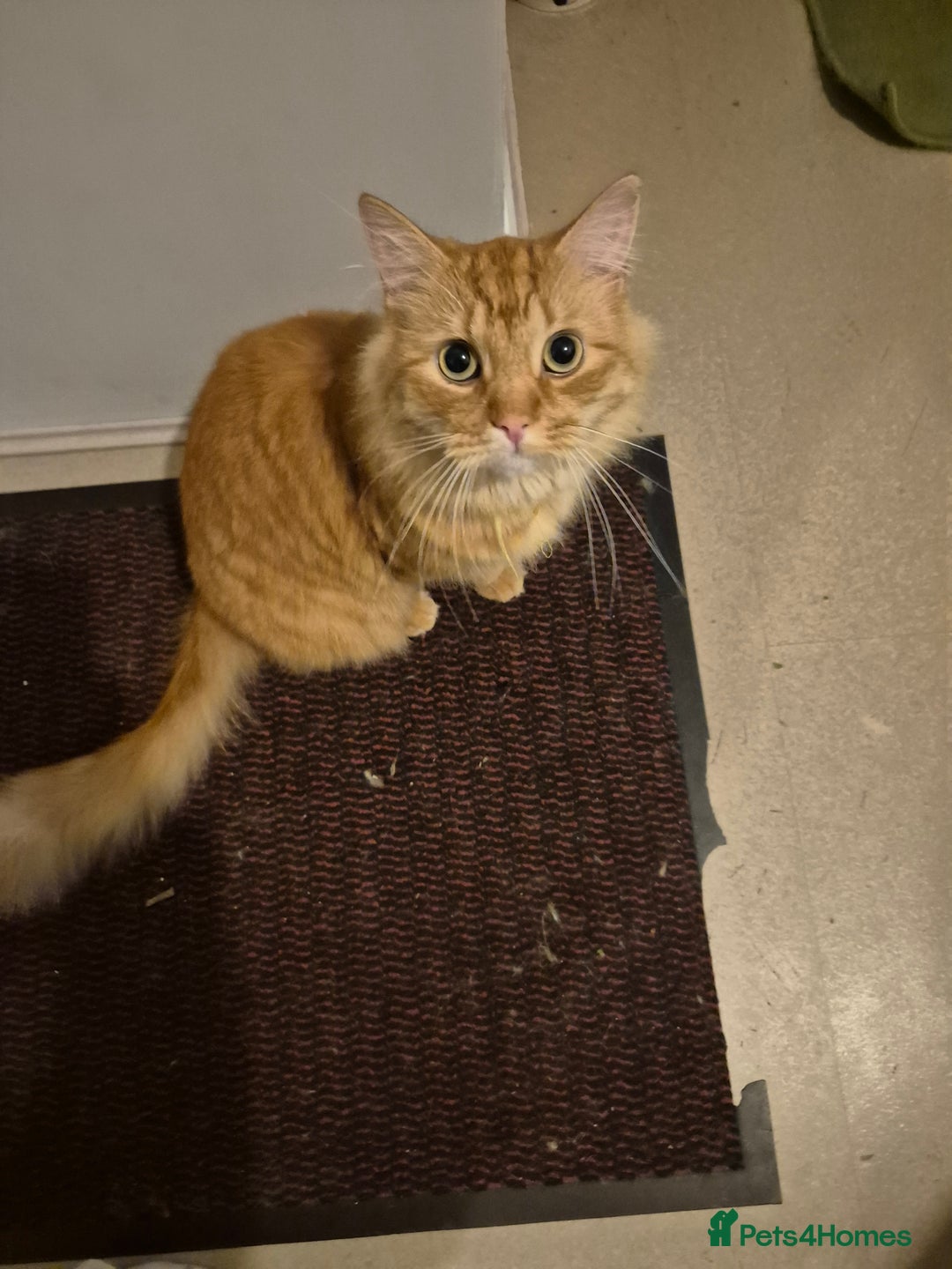 Persian cats for sale: Neutered, Vaccinated Ginger Boy for Forever Home - Image 3