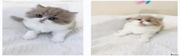 British Shorthair cats for sale: British long hair kittens BLH - Advert 2