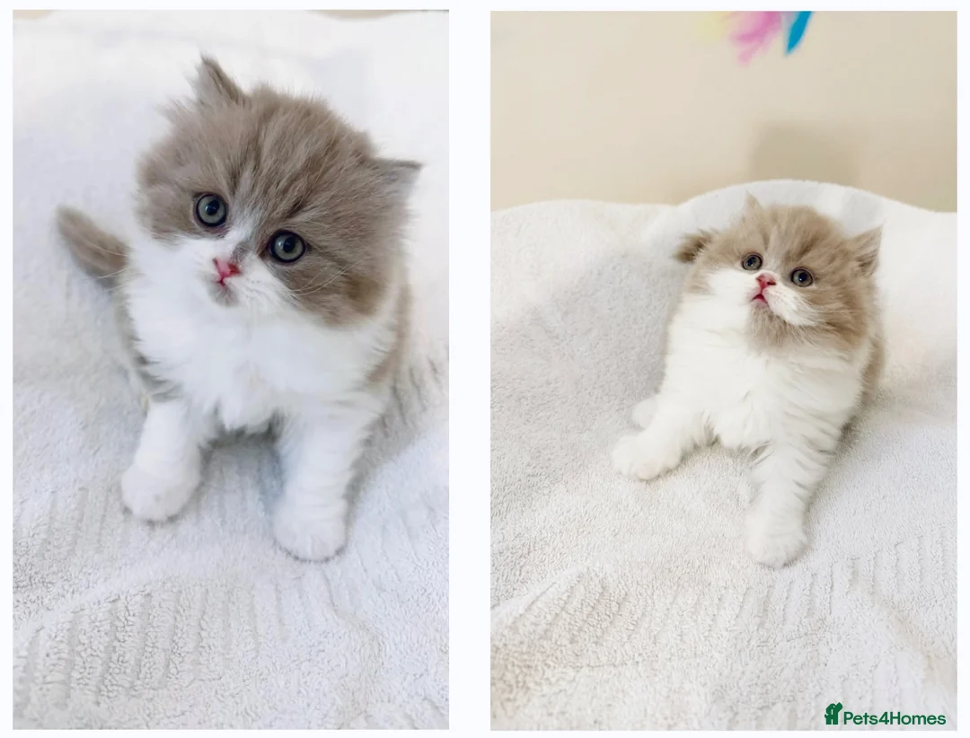 British Shorthair cats for sale: British long hair kittens BLH - Advert 2