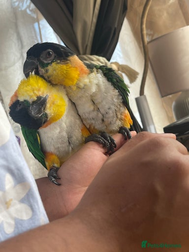 Gallery Image {{count}}