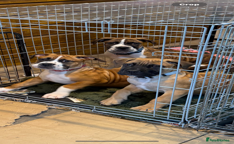 Boerboel dogs Ysterberg line Boerboel puppies  - Advert 16