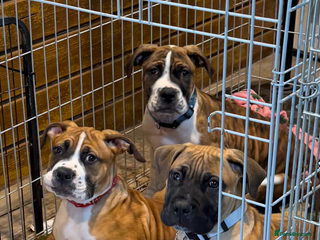 Boerboel dogs Ysterberg line Boerboel puppies - Advert 1