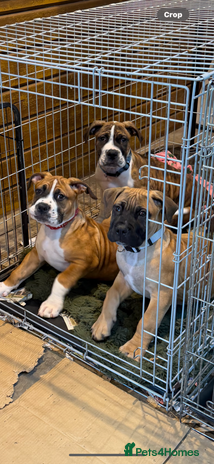 Boerboel dogs Ysterberg line Boerboel puppies - Advert 1