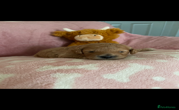 Cockapoo dogs - Advert 2