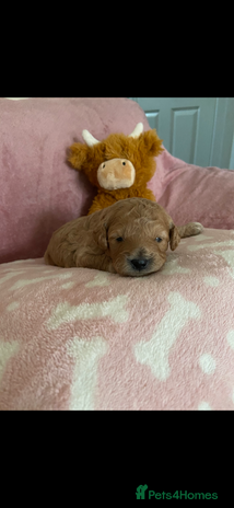 Cockapoo dogs - Advert 2