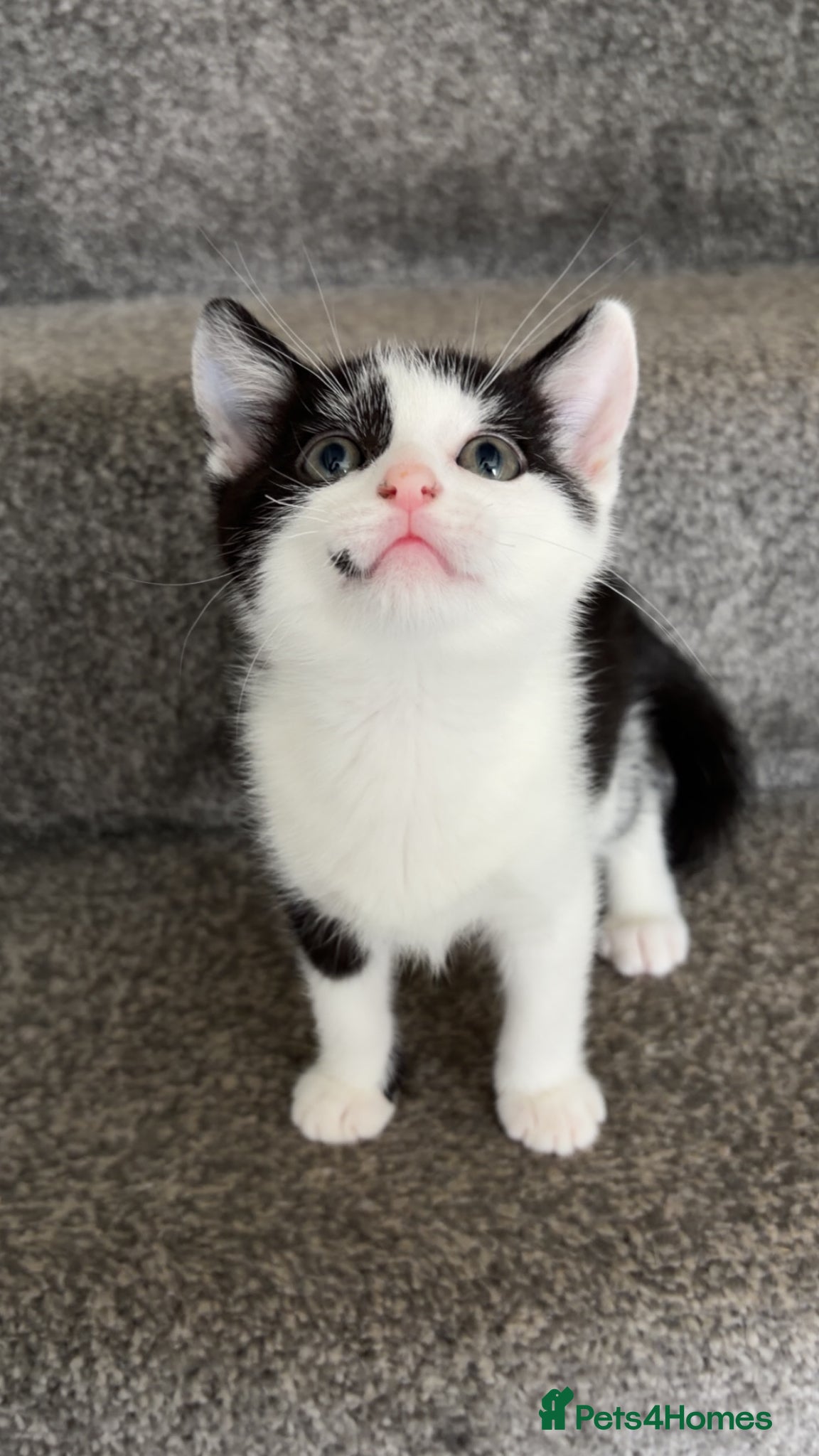 Mixed Breed cats for sale: Beautiful kittens ready for homes - Advert 1