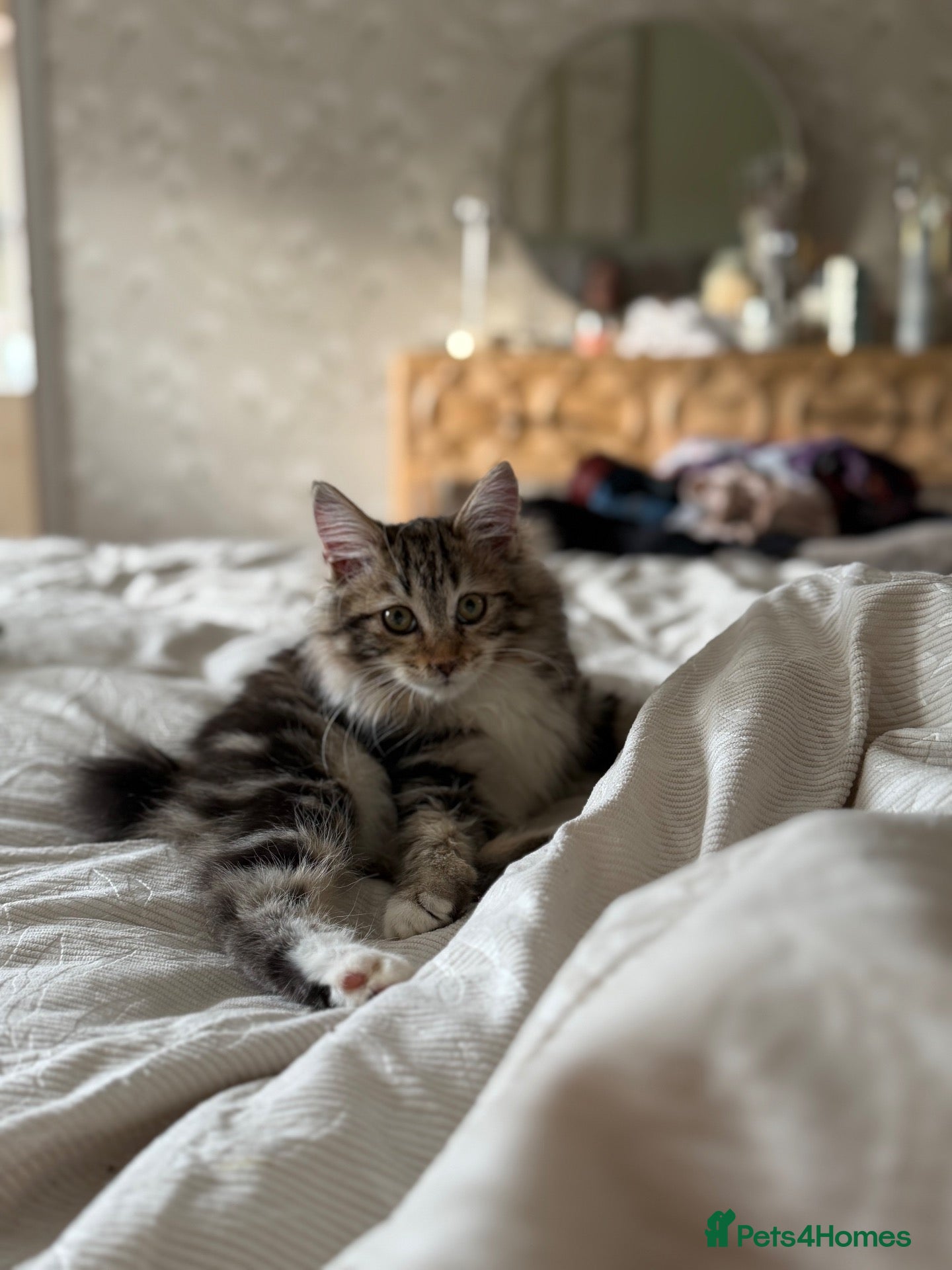 Kurilian Bobtail cats for sale: Rare Kurilian Bobtail Kittens Available - Advert 1