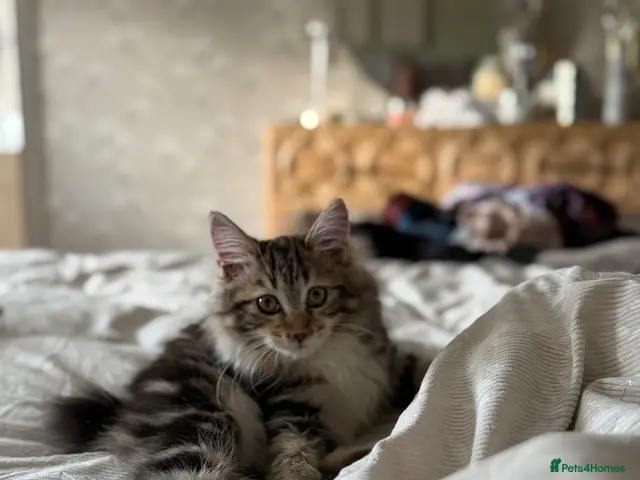 Kurilian Bobtail cats for sale: Rare Kurilian Bobtail Kittens Available - Advert 1