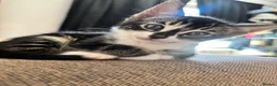 Bengal cats for sale: BENGAL❌breed - Advert 6