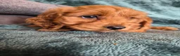 Cocker Spaniel dogs for sale: Cocker Spaniel pups - Advert 10
