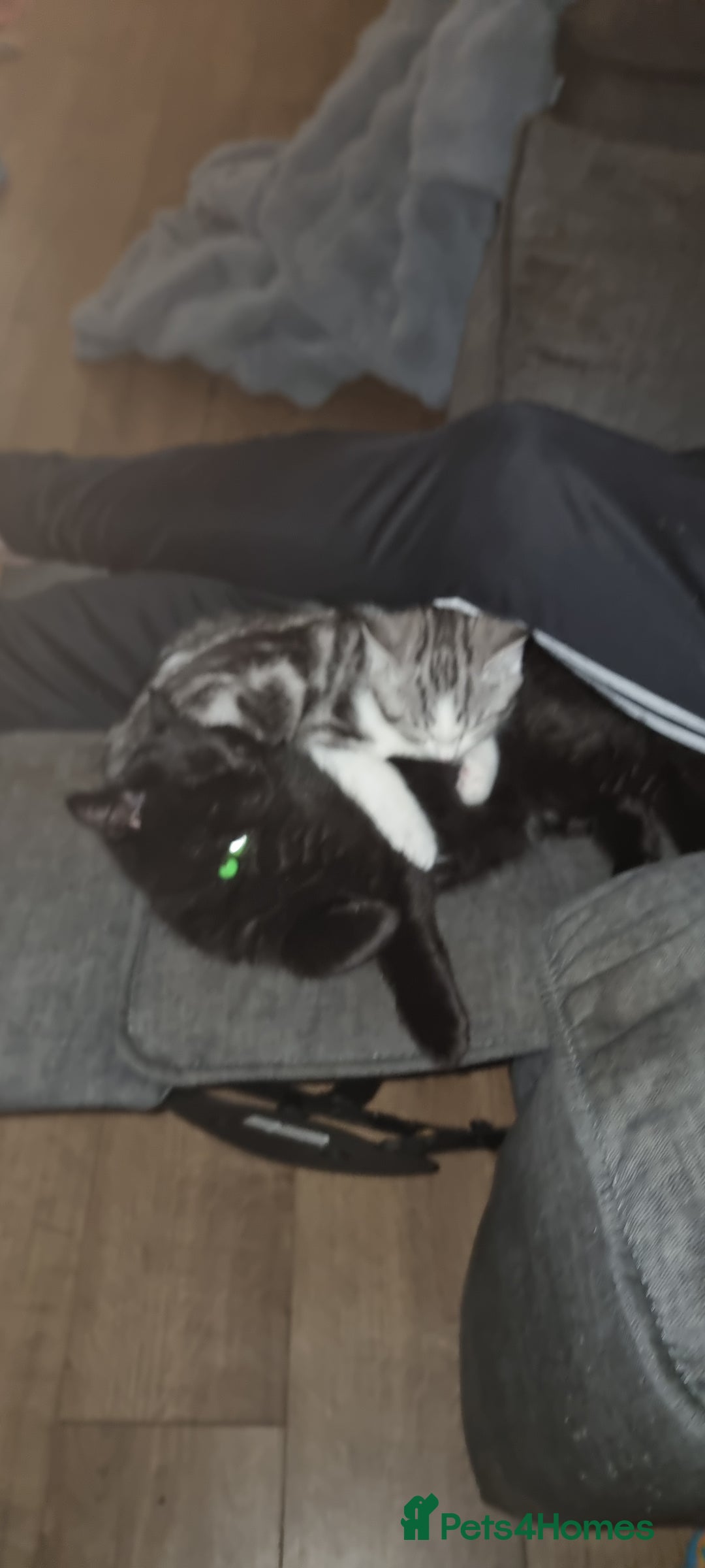 Mixed Breed cats for sale: A loveable Persian kitten - Advert 30