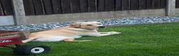 Labrador Retriever dogs for sale: CHARLIE in Hinckley - Advert 4