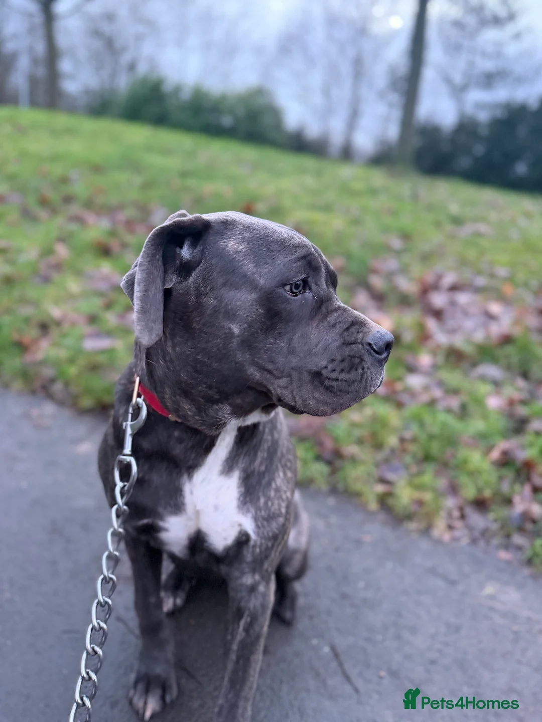 Cane Corso dogs for sale: Gorgeous Cane Corso  - Advert 7