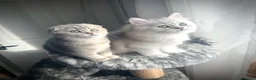 Scottish Fold cats for sale: 😻Stunning Scottish fold/straight kittens❤️😍😻 - Advert 10