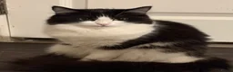 Mixed Breed cats for sale: Litter of 5 ragdoll tabby mixes  - Advert 33