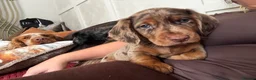 Mixed Breed dogs for sale: 8 week old dockers 4 males  - Advert 7
