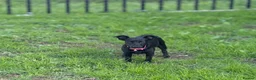 Jack Russell dogs for sale: Forsale  - Advert 9