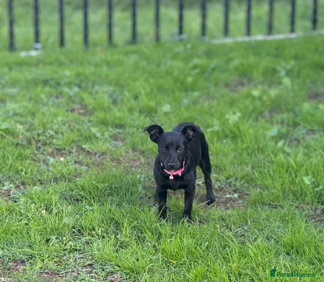 Jack Russell dogs for sale: Forsale  - Advert 9