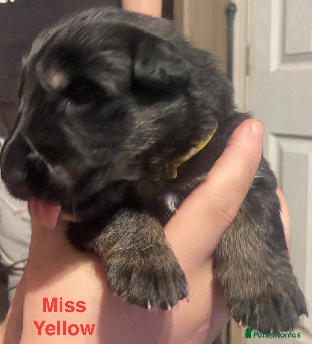 German Shepherd dogs for sale: Straight-topline German Shepherd puppies - Image 17