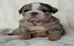 English Bulldog dogs for sale: British bulldog  - Image 14