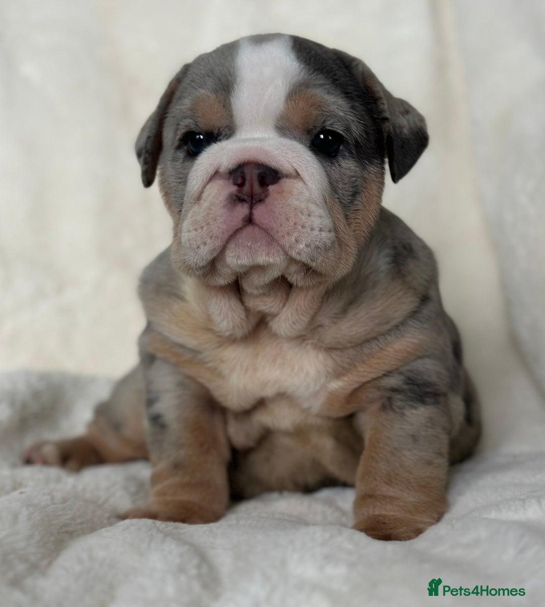 English Bulldog dogs for sale: British bulldog  - Image 14