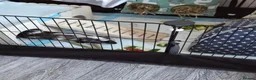 Guinea Pig rodents for sale: Guinea pigs and set up for sale  in Berkeley - Advert 5