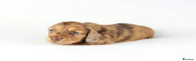Miniature Dachshund Puppy 1