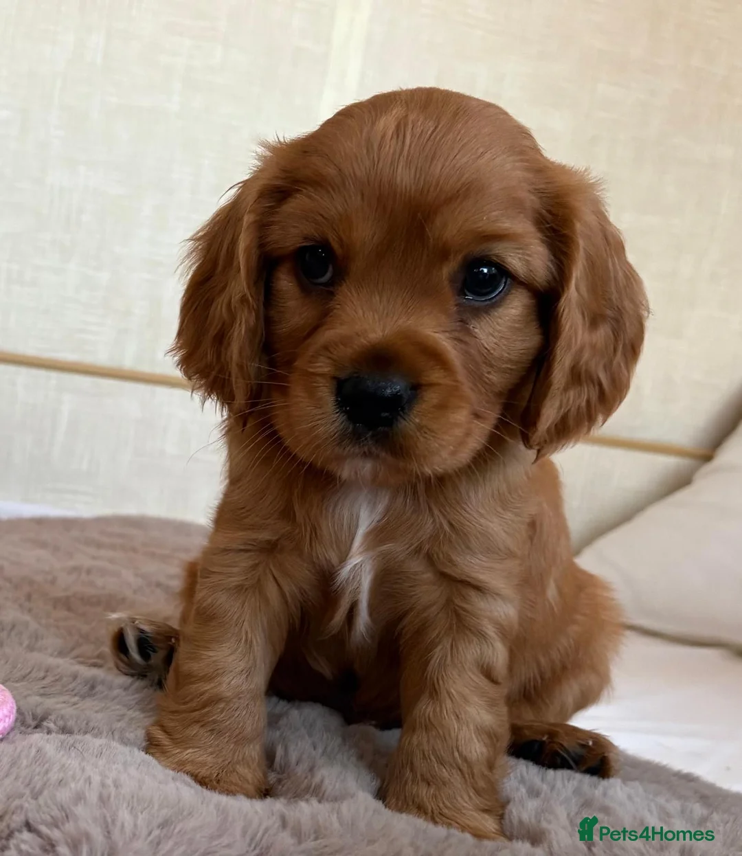 Cavalier King Charles Spaniel dogs for sale: Gorgeous Cavalier King Charles Puppies! - Advert 2