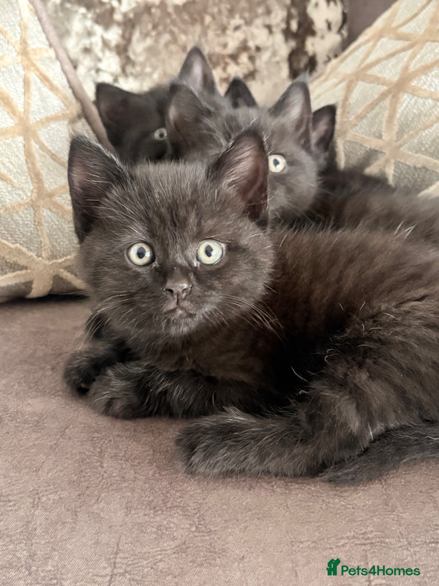 British Shorthair cats Gorgeous half British Shorthair kittens - Advert 11