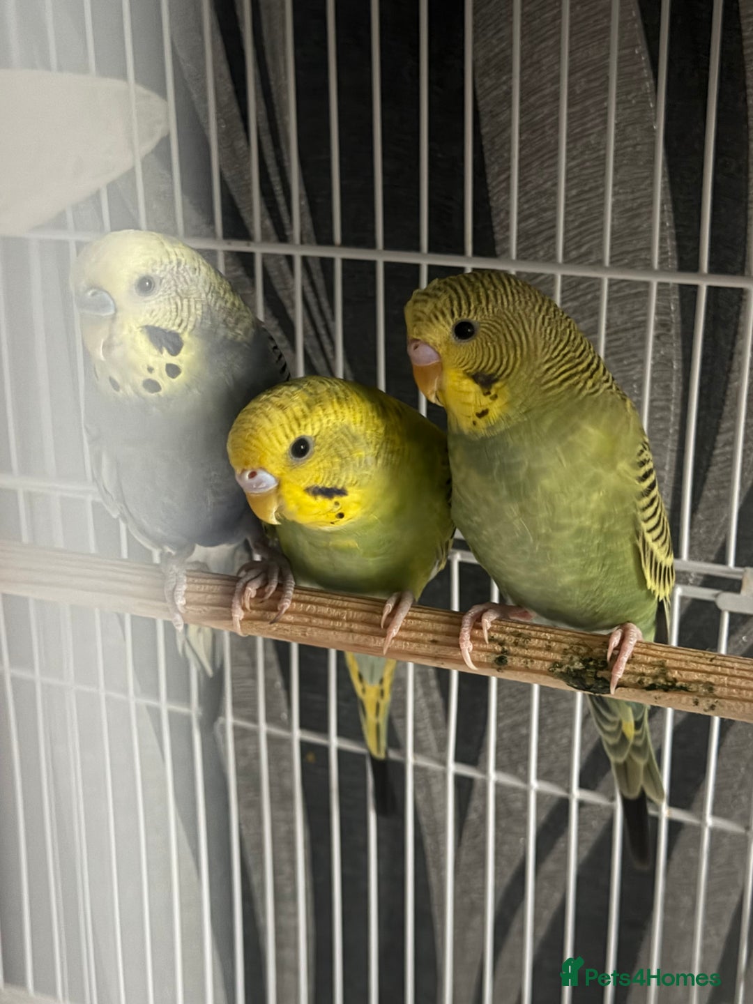 Budgerigars birds for sale: Healthy baby budgies for sale  - Advert 3