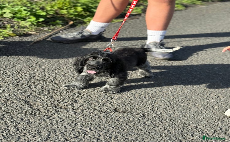 Cocker Spaniel dogs - Advert 1