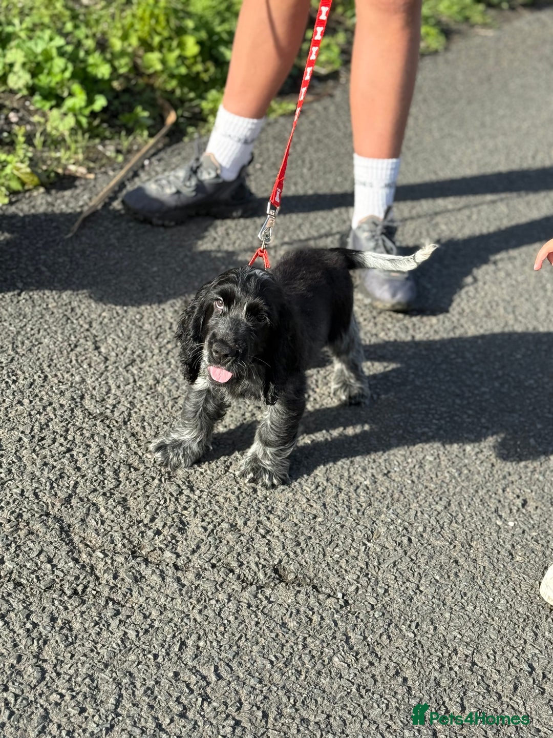 Cocker Spaniel dogs for sale: Awaiting viewings - Image 1