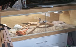 Bearded Dragon reptiles for sale: Red translucent bearded dragon for sale  - Advert 4