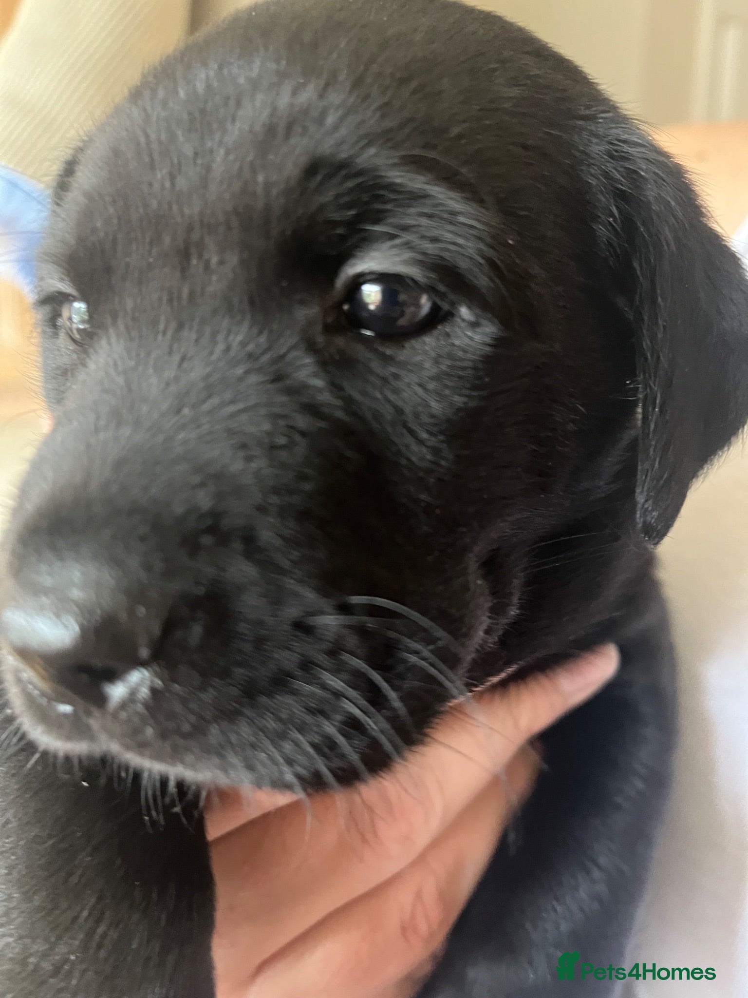 Labrador Retriever dogs 🖤BOYS KC reg Health tested🖤 - Advert 17