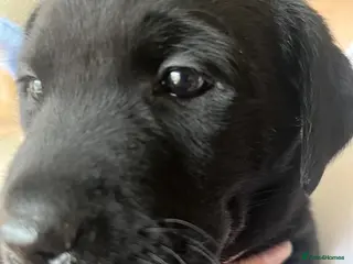 Labrador Retriever dogs 🖤BOYS KC reg Health tested🖤 - Advert 17