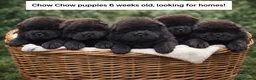 Chow Chow dogs for sale: 3 boys Beautiful Chow Chow  - Advert 1