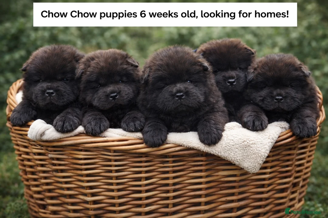 Chow Chow dogs for sale: 3 boys Beautiful Chow Chow  - Advert 1