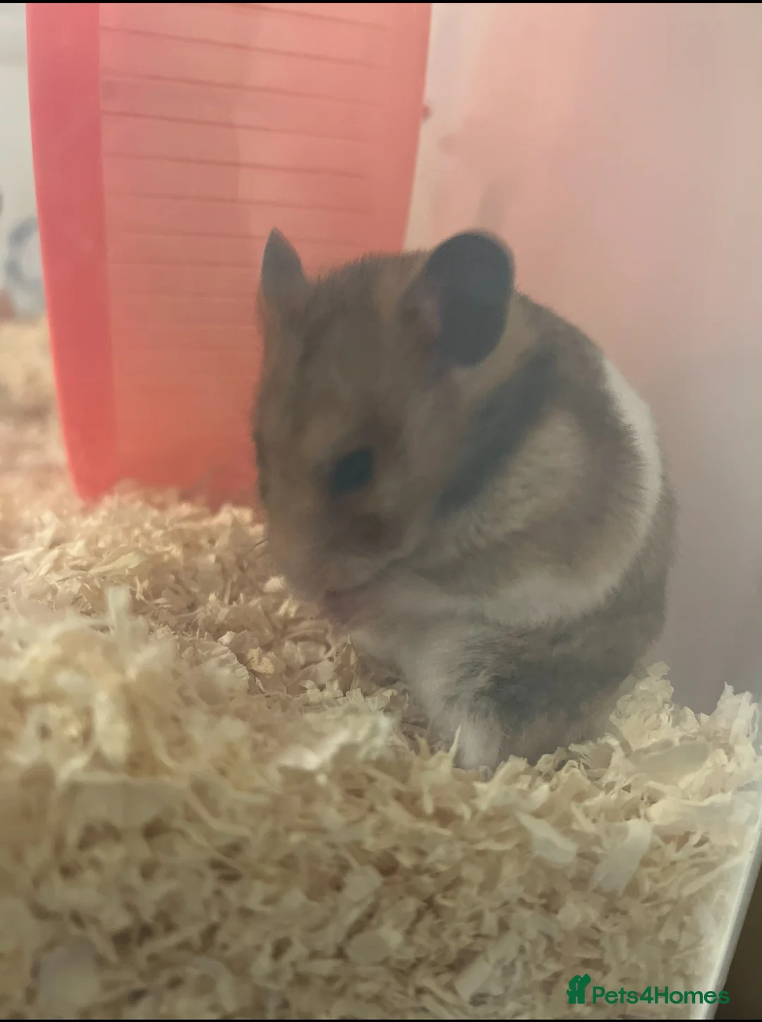Hamster rodents for sale: Female hamster - Advert 1